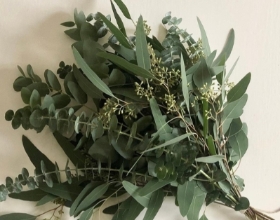 Eucalyptus bunch